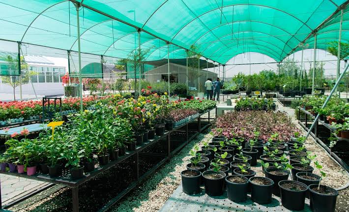 مشاتل دبي للنباتات
