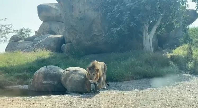 سفاري الشارقة