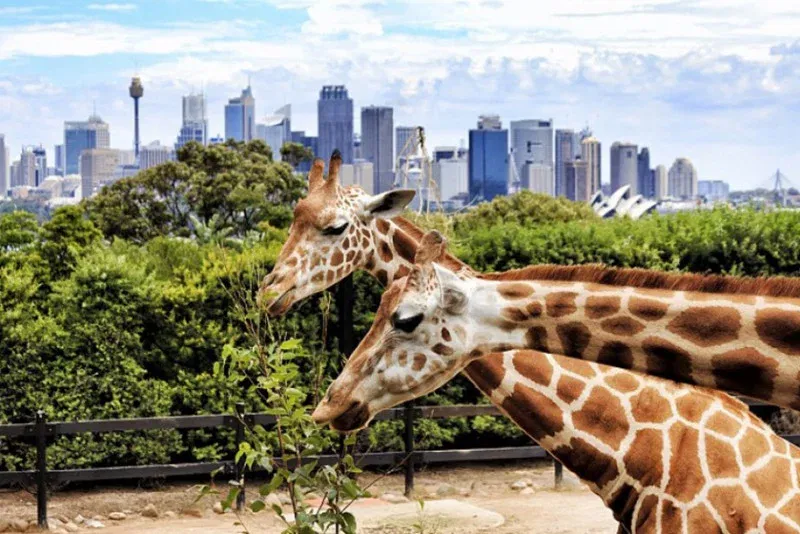 Dubai Safari Park tickets