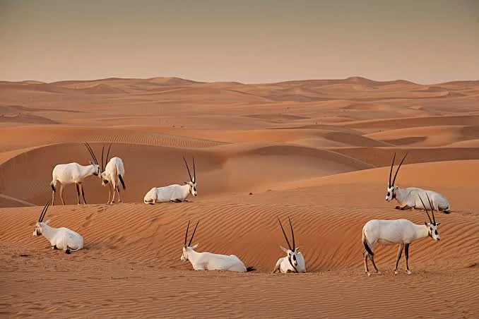 أشهر أماكن النزهات في دبي