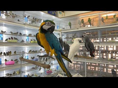 سوق الطيور أبوظبي 