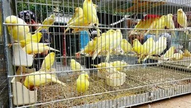 سوق الطيور أبوظبي 