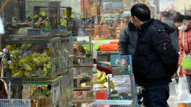 سوق الطيور في عجمان