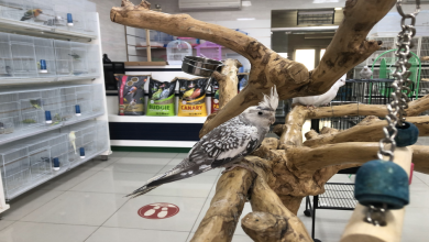 سوق الطيور والحيوانات الأليفة دبي
