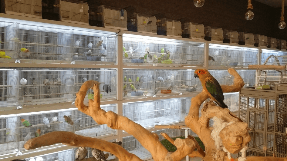 سوق الطيور والحيوانات الأليفة دبي الإمارات