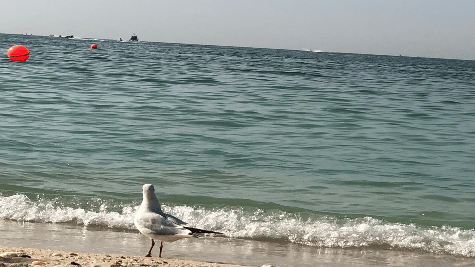 الأنشطة الترفيهية في شاطئ أم سقيم دبي