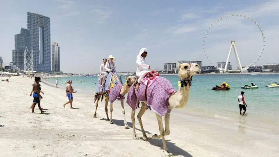 ركوب الجمال 