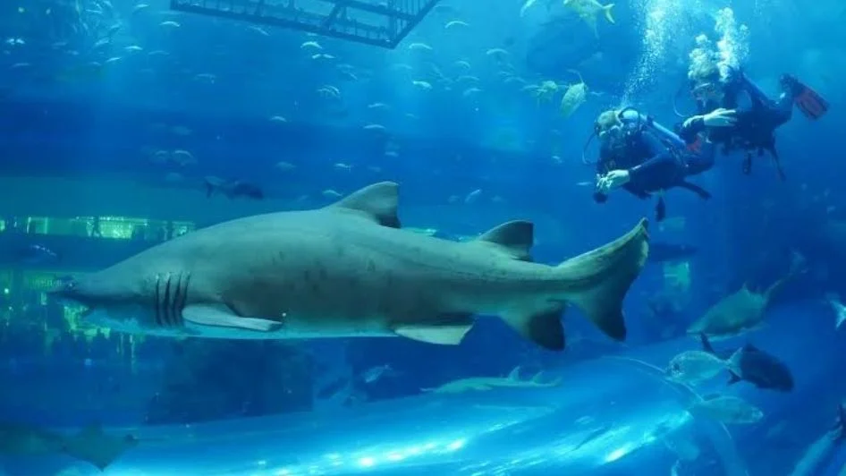 مركز غوص Al Boom Diving
